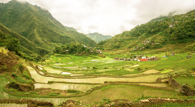 ricefield