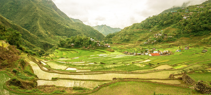 ricefield